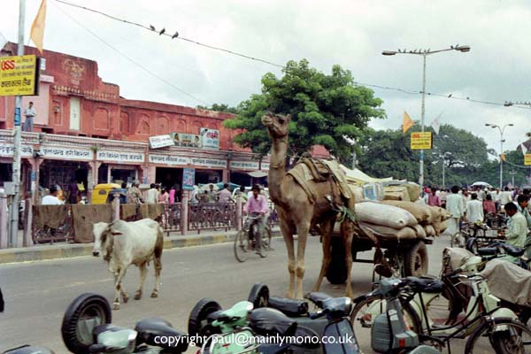 paul smith india242