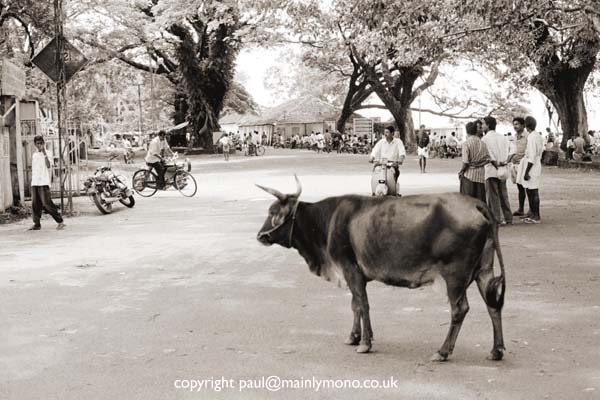 paul smith india314