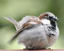sparrow022